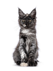 Cute black smoke tortie Maine Coon cat kitten, sitting up facing front. Looking straight to camera. isolated on a white background.