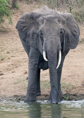 African Elephant