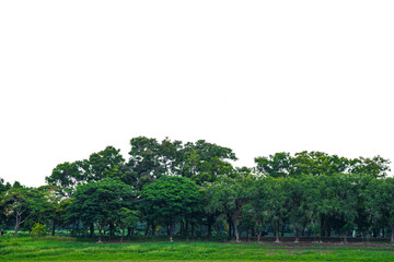 Fototapeta premium trees in the forest