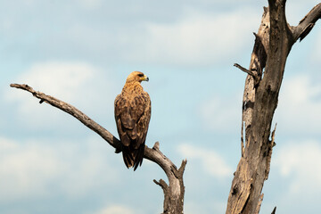 Aigle ravisseur,.Aquila rapax, Tawny Eagle