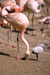 Flamant rose, immature,.Phoenicopterus roseus, Greater Flamingo