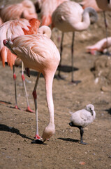 Flamant rose, immature,.Phoenicopterus roseus, Greater Flamingo