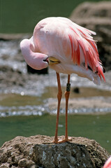 Flamant rose, nid,.Phoenicopterus roseus, Greater Flamingo