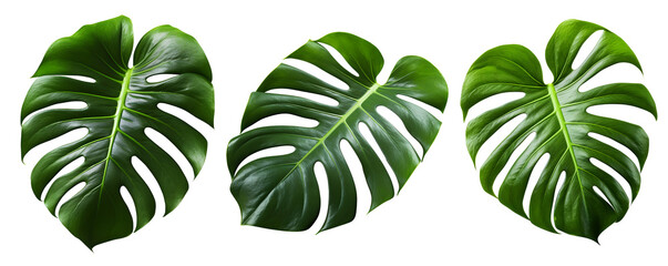 monstera Botanical green Leaves set - obrazy, fototapety, plakaty