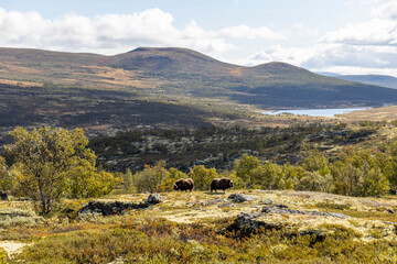 Moschusochsen im Dovrefjell Nationalpark - Norwegen 10