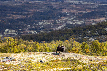 Moschusochsen im Dovrefjell Nationalpark - Norwegen 8