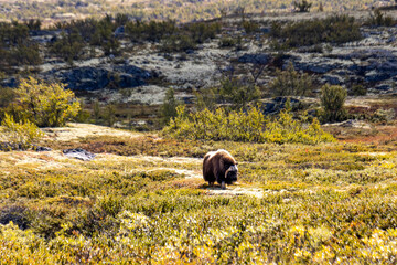 Moschusochsen im Dovrefjell Nationalpark - Norwegen 1