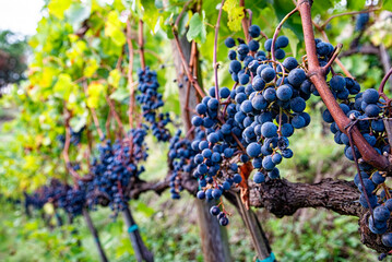 Bunch of grapes in a vineyard in the harvesting season