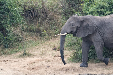 African Elephant