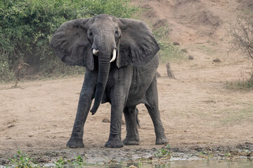 African Elephant