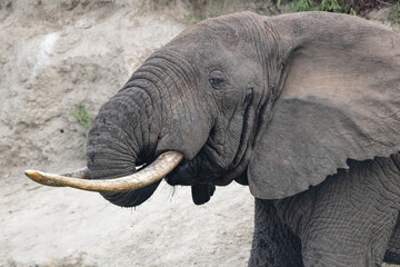 African Elephant