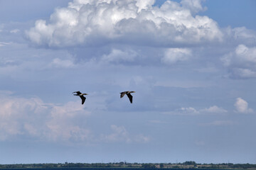 Phalacrocorax auritus sea birds against a blue cloudy sky