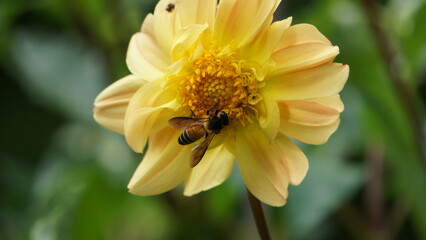 The bee's slender proboscis acts as a delicate straw, drawing nectar from the depths of the flower's corolla., bee on yellow flower