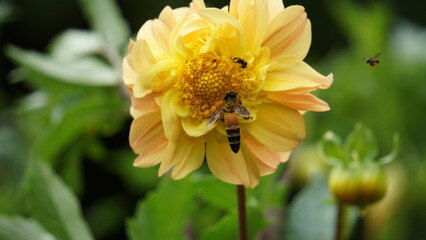 Through millions of years of coevolution, flowers have developed nectar as a sweet enticement for their buzzing visitors. , bee on yellow flower