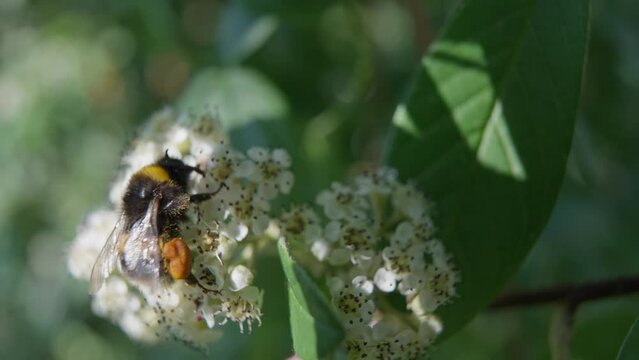 4k Video of Honey Bee pollinating flower