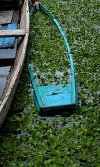 Fototapeta premium pucallpa peru, yarinococha lagoon place with pucallpa peru, with boats on the river coast,close up sunken abandoned boats