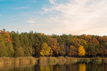 Fototapeta premium Beautiful view of the autumn forest