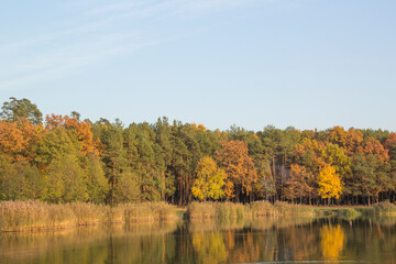 Beautiful view of the autumn forest