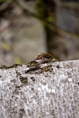 Eurasian Treecreeper (Certhia familiaris) - Nature's Acrobatic Climber