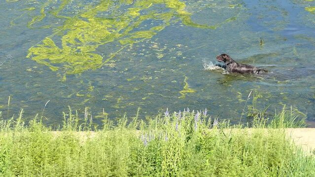 Hunting for small ducks. The hunting dog drathaar hunts wild ducks in the river. High quality 4k footage