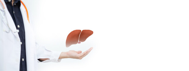 Doctor's holding liver, concept of liver and organ donation or charity, hospital, anatomy, diagnosis, cancer, disease donor support, health care of life and family, insurance banner with copy space.