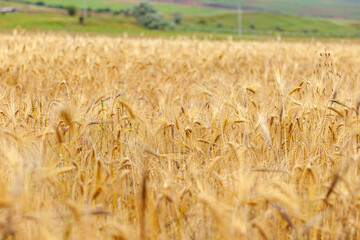 Gold wheat field, ripening ears of yellow wheat field