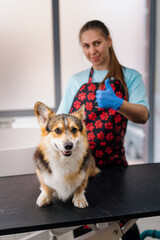 portrait of a qualified professional groomer girl showing a super sign with a corgi dog after...