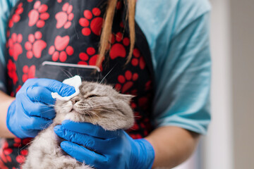 a groomer or veterinarian wipes the eyes of a cat that does nоt like the hygiene procedure with cotton wool portrait of animals pet care