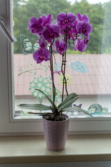 Purple orchid flowers in a flowerpot by the window.