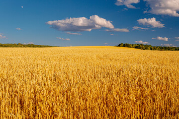 The golden wheat field texture under the summer sky with clouds.