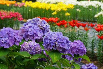 ユリとアジサイ