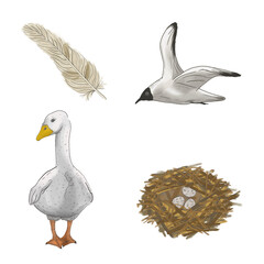 Difference between domesticated and wild birds. Bird life details in common illustration set. Birds nest and a feather as a part of drawing collection related to bird life.
