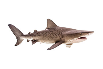 Obraz premium shark on transparent background (PNG). Generative AI.