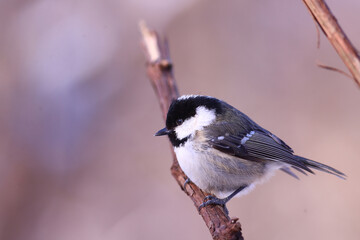 Coal tit sits in the cold like a small ball of feathers stuck to a vine....