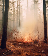 Forest fire.