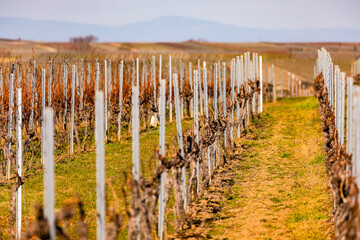 Fototapeta na wymiar Rows of vines stand symmetrically side by side to the horizon