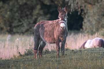 brown donkey stands in a field with green grass