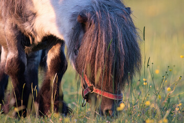 portrait of a pony in close-up chewing grass