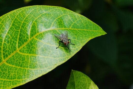 arcophagidae - Flesh flies|Sarcophagidae|麻蠅  on leaf