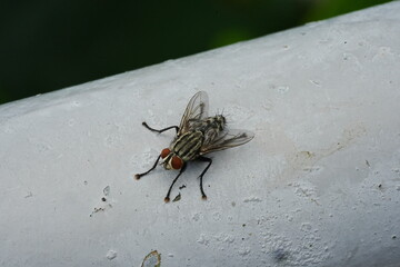 arcophagidae - Flesh flies|Sarcophagidae|麻蠅