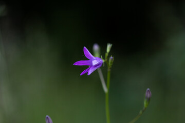 wild flower on summer meadow