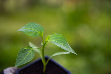 planting a green pepper seedling