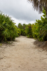 Sandy white trail through the wetlands with tropical jungle full of green trees on a cloudy day in Tulum 