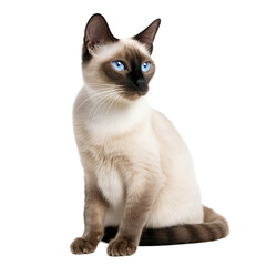 siamese cat isolated on transparent background 