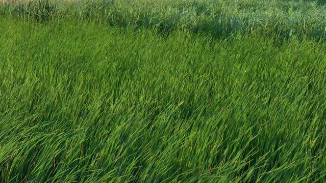 Water plants on the lake shore from drone point of view