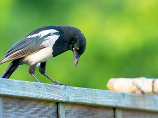 Eurasian magpie perching on a wooden fence with green background