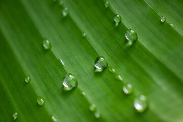 Dew on the leaves.