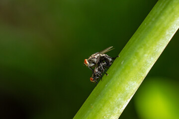 Photo of a fly standing on a tree branch.