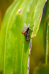 Photo of a fly standing on a tree branch.