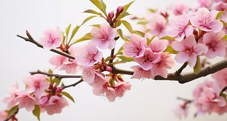 Close-up view of pink peach tree flowers with a delicate, light, natural spring background adorned with peach blossoms. Created with Generative AI technology